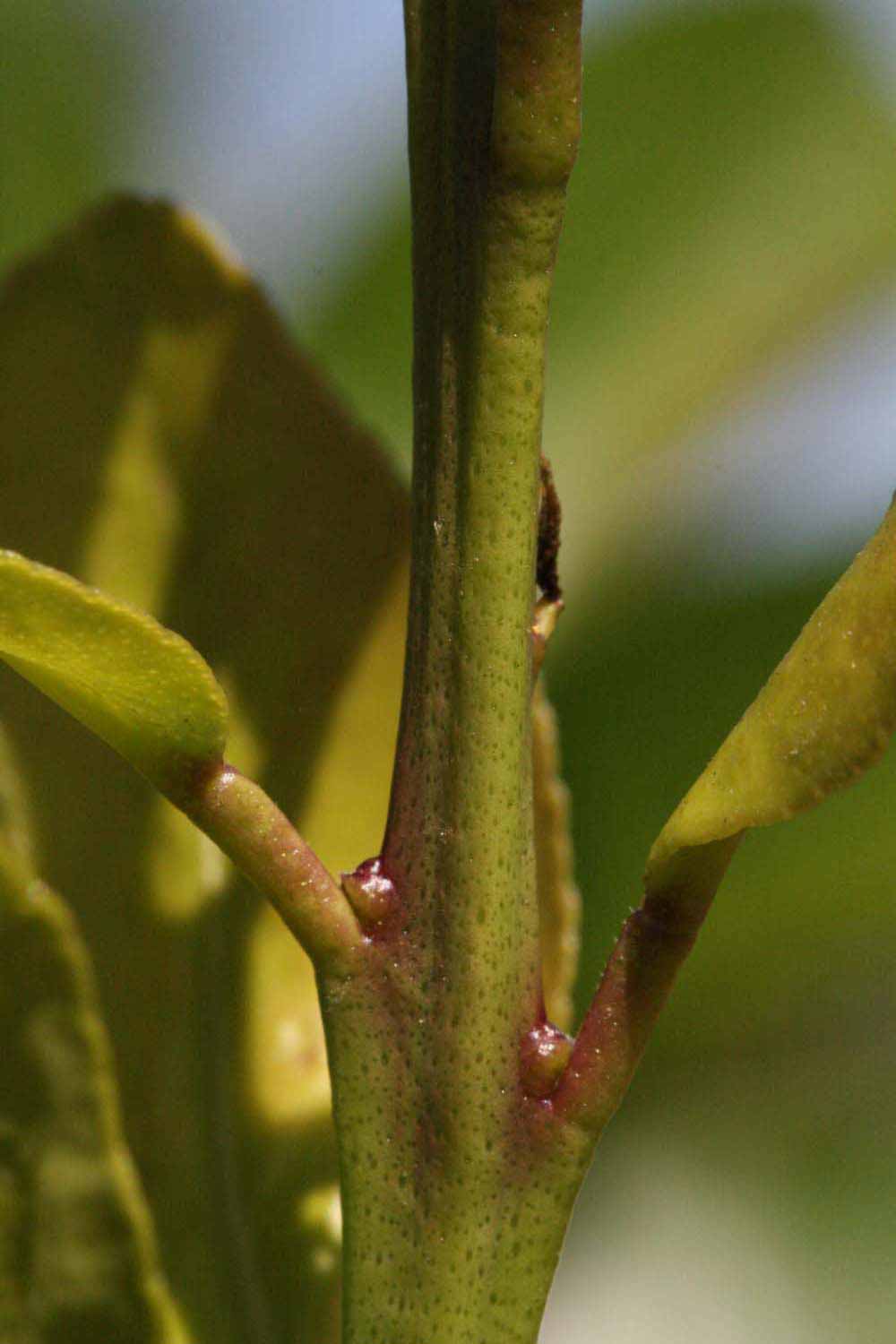            First year twig (Riverside, CA)   